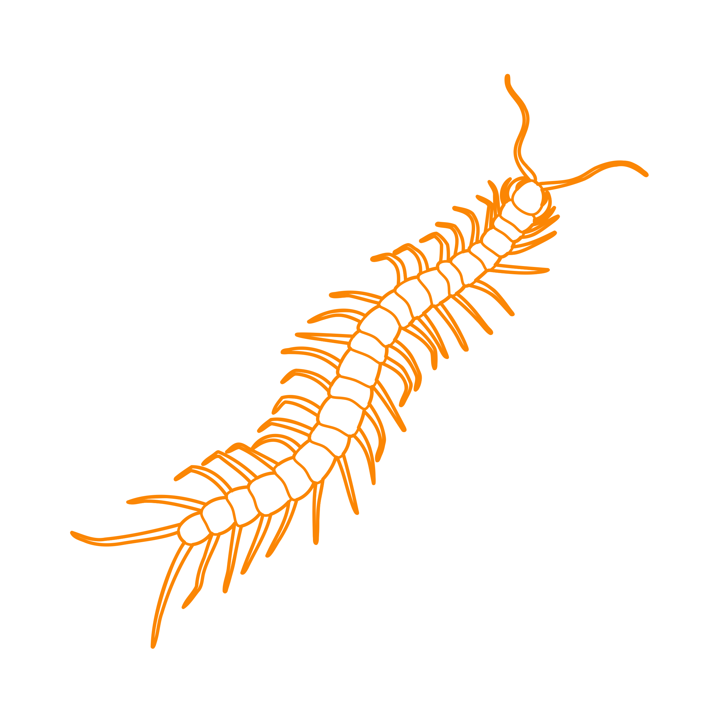 Animals Myriapods Outline Icon Svg Set Free Vectors